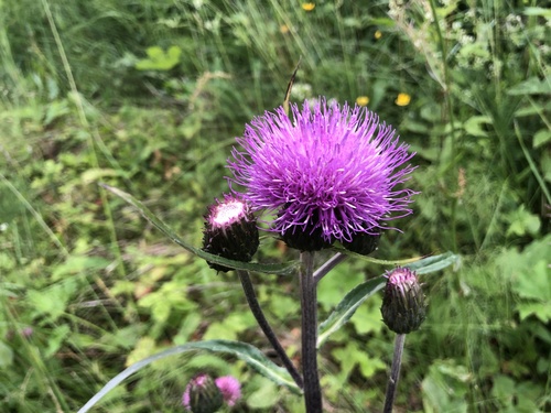 Melancholy Thistle