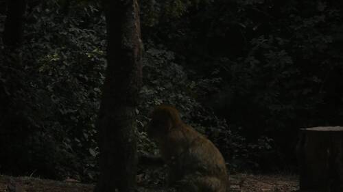 Barbary Macaque