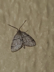 Idaea insulensis
