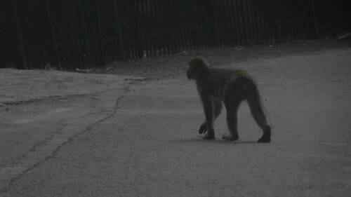 Barbary Macaque