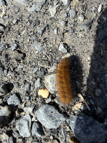 Ruby Tiger Moth