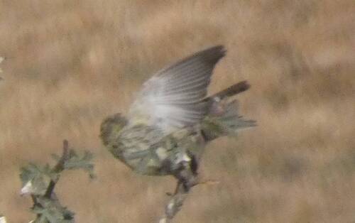 European Serin