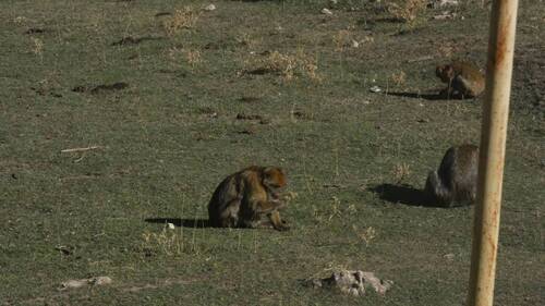 Barbary Macaque