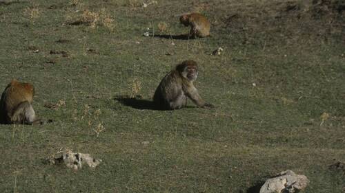 Barbary Macaque