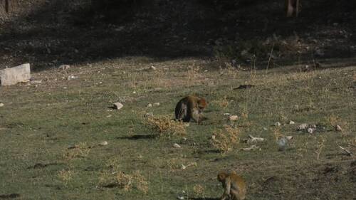 Barbary Macaque