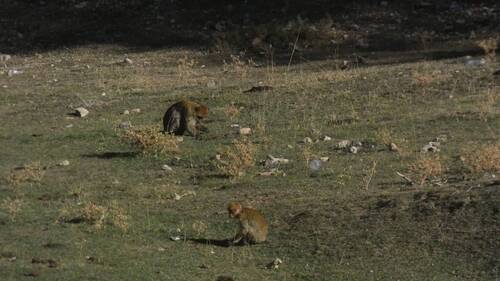 Barbary Macaque