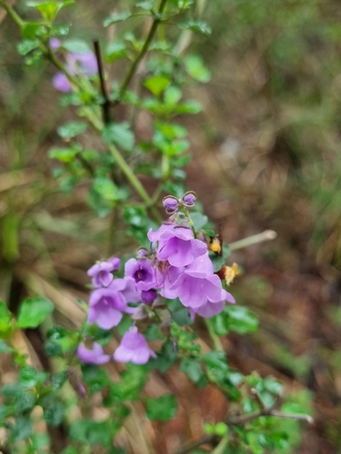 Prostanthera rotundifolia, 2026-10-02