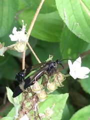 Panorpa japonica