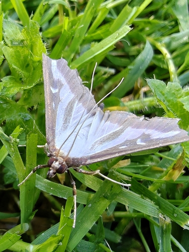 Box Tree Moth