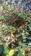 Zanthoxylum simulans