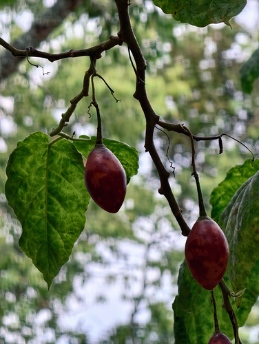 Solanum betaceum observed 2026-10-02