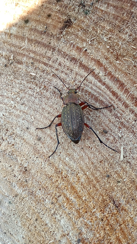 Carabus cancellatus