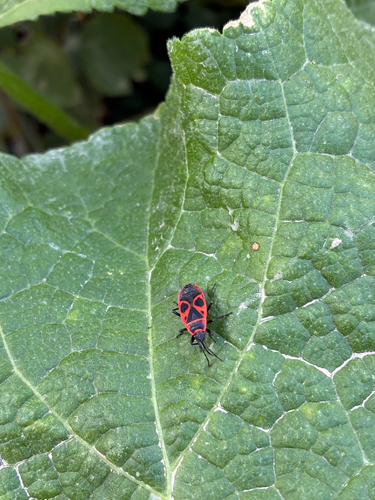 European Firebug
