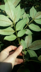 Zanthoxylum simulans