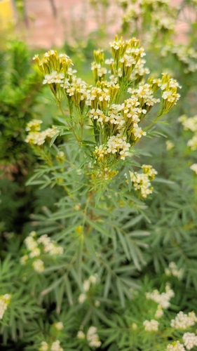 wild marigold