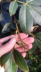 Zanthoxylum simulans