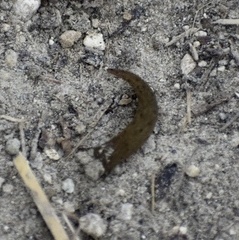 Sphaerodactylus notatus