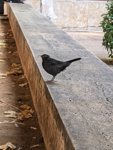 Eurasian Blackbird