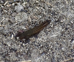 Sphaerodactylus notatus