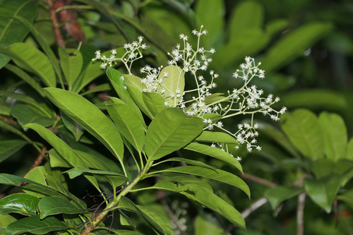 Buchanania arborescens observed 2026-08-27