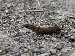 Sphaerodactylus notatus