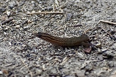 Sphaerodactylus notatus