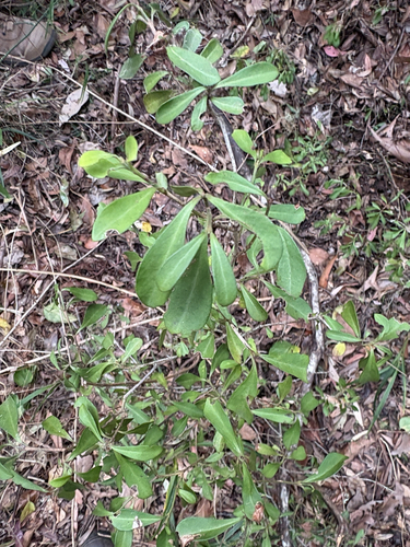 Psychotria daphnoides observed 2026-09-23