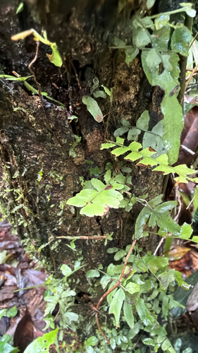 Arthropteris palisotii observed 2026-08-20