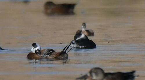 White-headed Duck