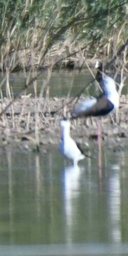 Black-winged Stilt