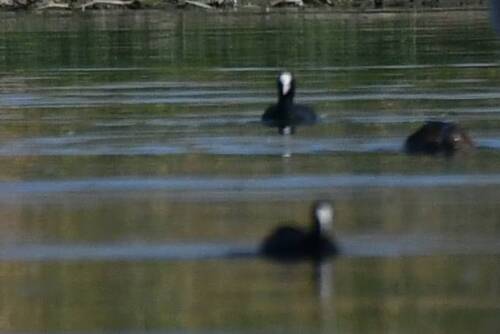Common Coot