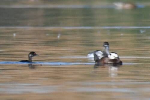 Eared Grebe