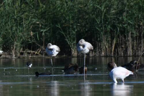 Greater Flamingo