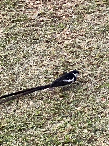 Pin-tailed Whydah