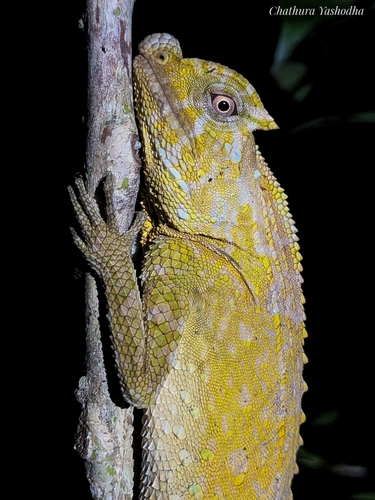 Hump Snout Lizard