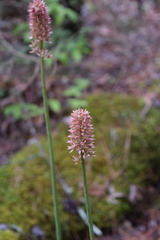 Helonias bullata