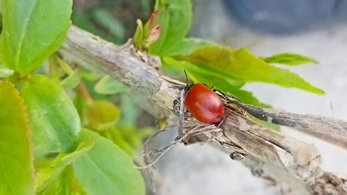 Poplar Leaf Beetle