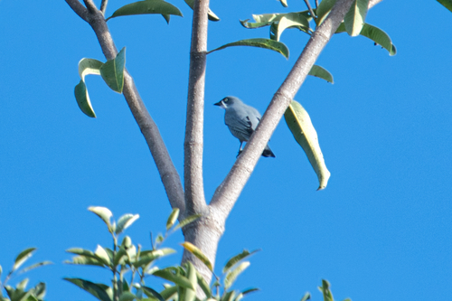 Coracina lineata observed 2026-08-30