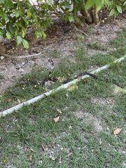 Cubophis caymanus