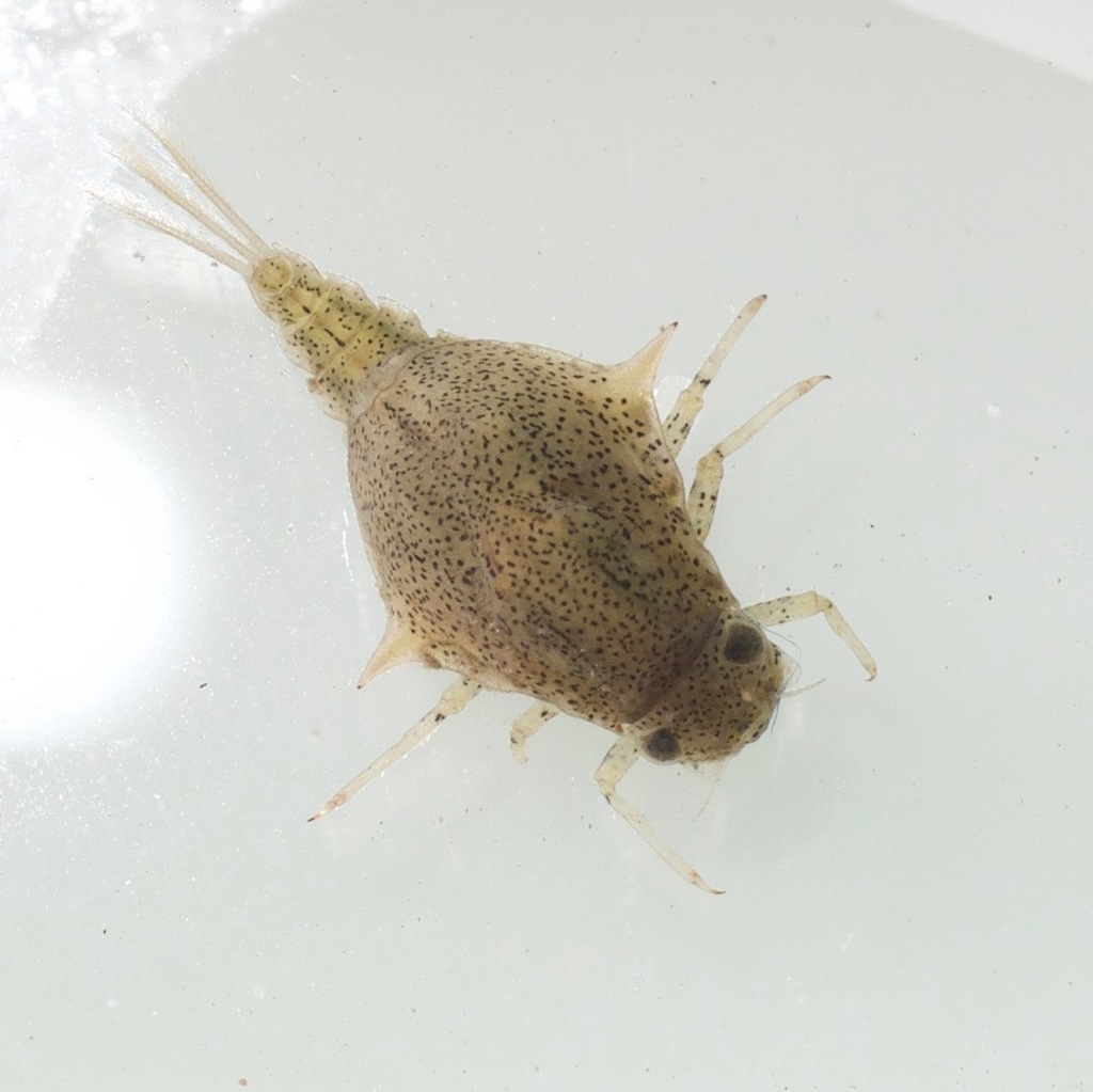 Armored Mayflies