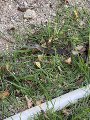 Cubophis caymanus