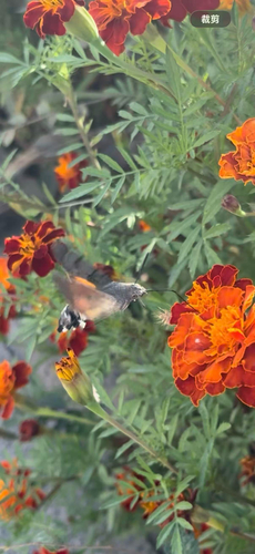 Eurasian Hummingbird Hawkmoth