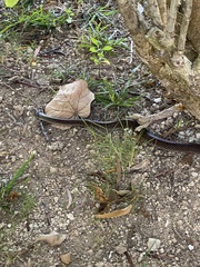 Cubophis caymanus