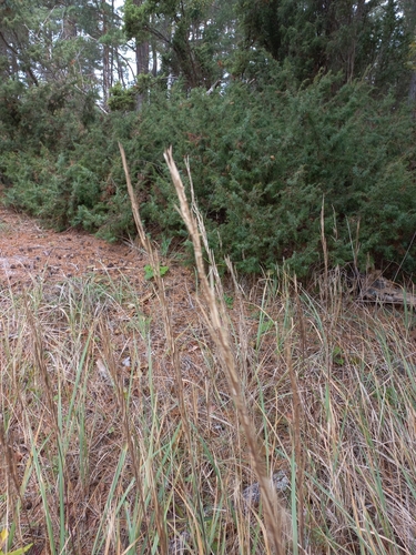 Turritis glabra observed 2026-10-02