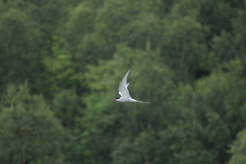 Arctic Tern