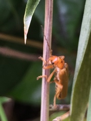 Lycocerus vitellinus