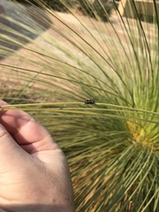 Diphucrania duodecimmaculata