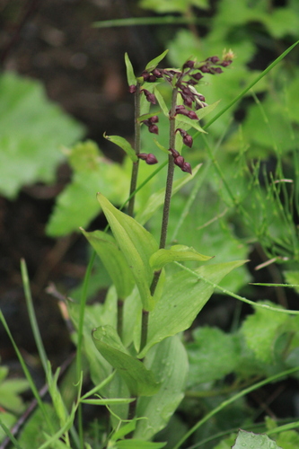 Dark-red Helleborine