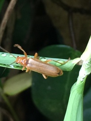 Lycocerus vitellinus