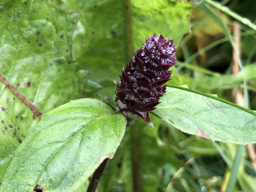 common selfheal